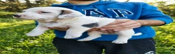 Jack Russell cani in vendita: Cuccioli di puro Jack russel  - Annuncio 4