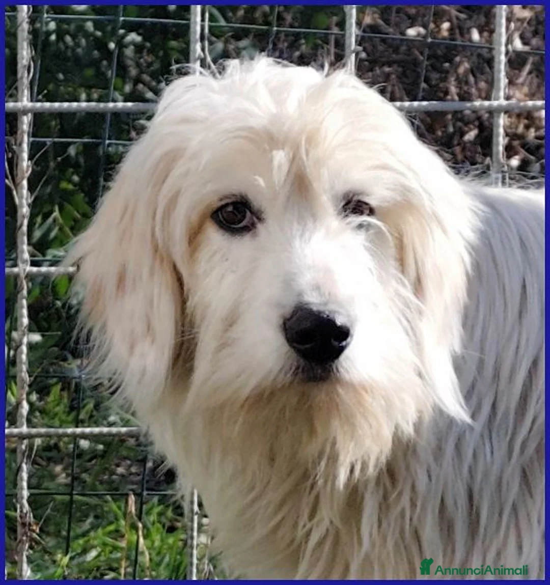 Meticcio cani in regalo: PEGGIO tg media un po' timoroso - Annuncio 6