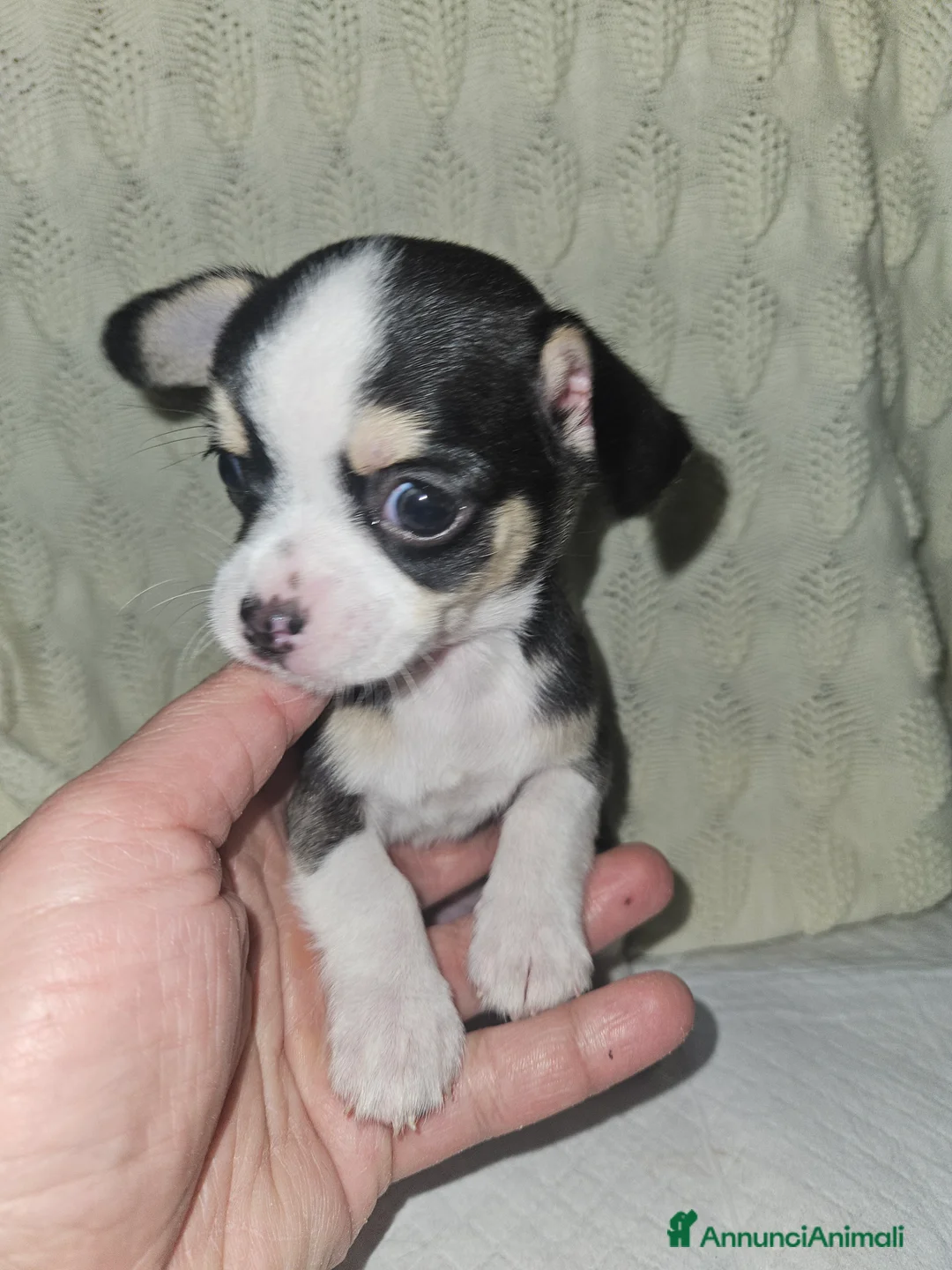 Chihuahua cani in vendita: Chihuahua mini toy - Annuncio 9