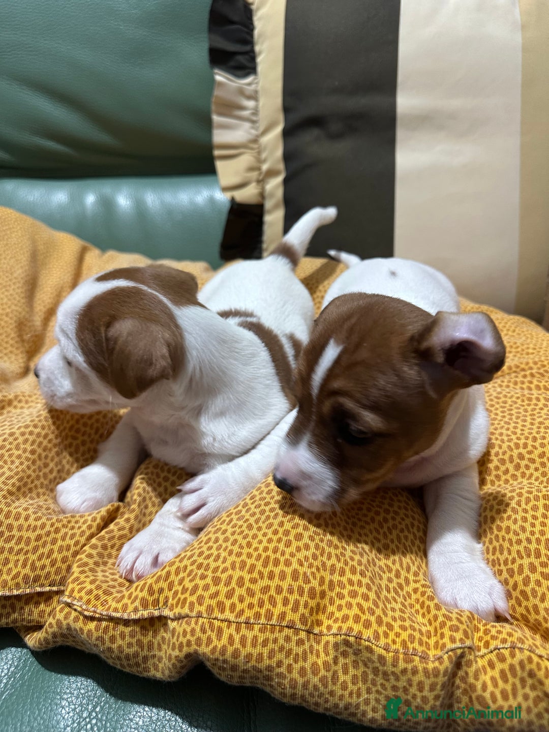 Jack Russell cani in vendita: Jack Russel Terrier di Razza Neri, tricolori  - Annuncio 4