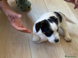 Jack Russell cani cuccioli Jack Russell Terrier - Annuncio 8
