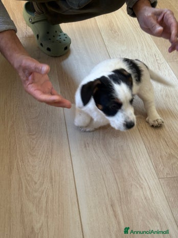 Jack Russell cani - Annuncio 2