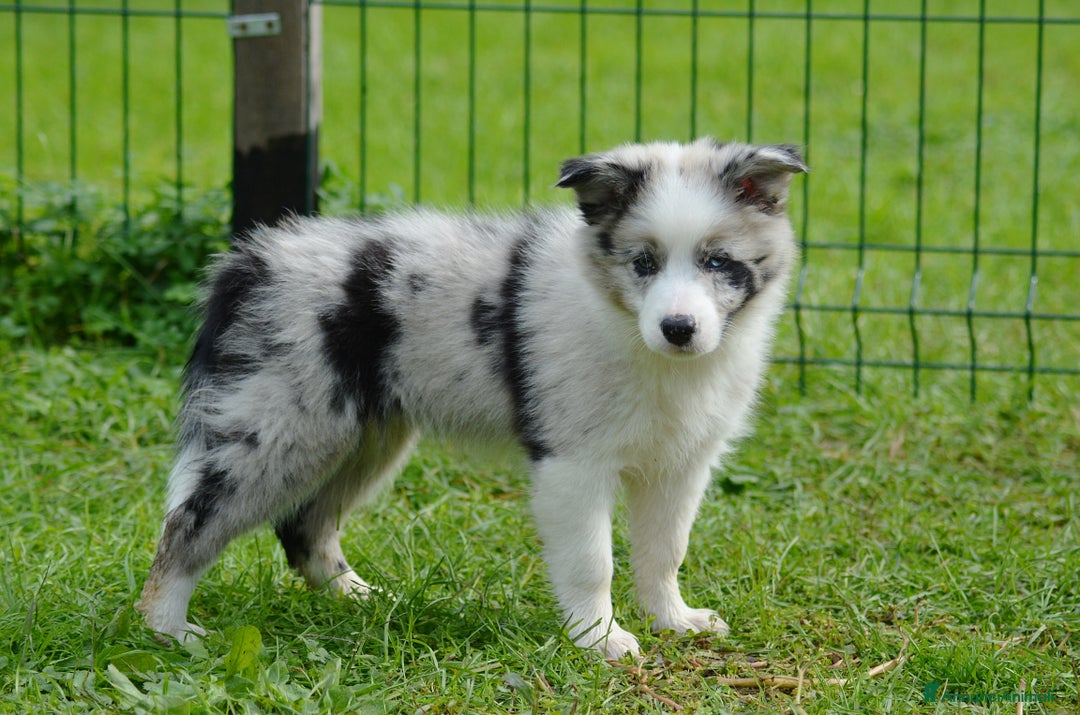 Border Collie cani in vendita: Cuccioli di Border Collie  - Annuncio 10