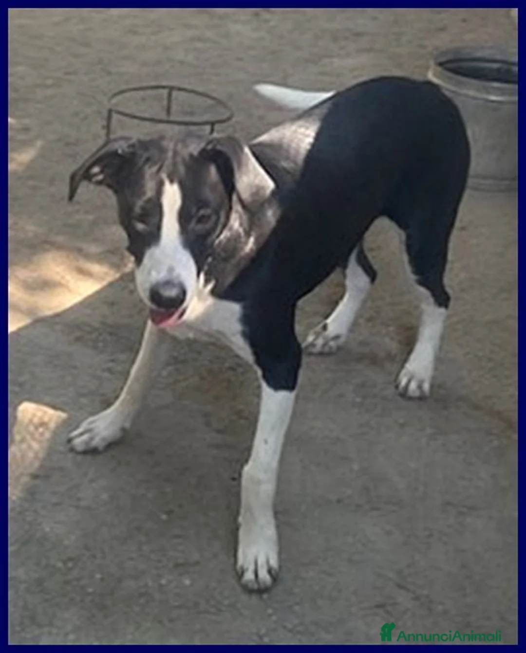 Meticcio cani in regalo: KLIZIA allegra e simpaticissima - Annuncio 2