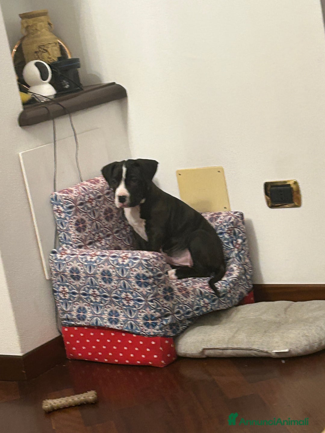 Pitbull cani in vendita: Cucciola di pitbull - Annuncio 6