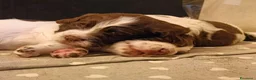 Springer Spaniel Inglese cani in vendita: Cuccioli Springer Spaniel Inglese a Città metropolitana di Roma Capitale - Annuncio 4