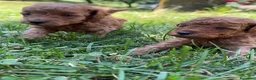 Barboncino cani in vendita: Barboncini stupendi 🧸🥰😍 - Annuncio 9