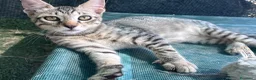 Europeo gatti in regalo: Gattino maschio tigrato a Città metropolitana di Roma Capitale - Annuncio 7