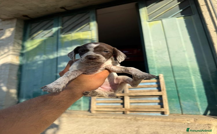 Bracco cani a Provincia di Foggia - Annuncio 5