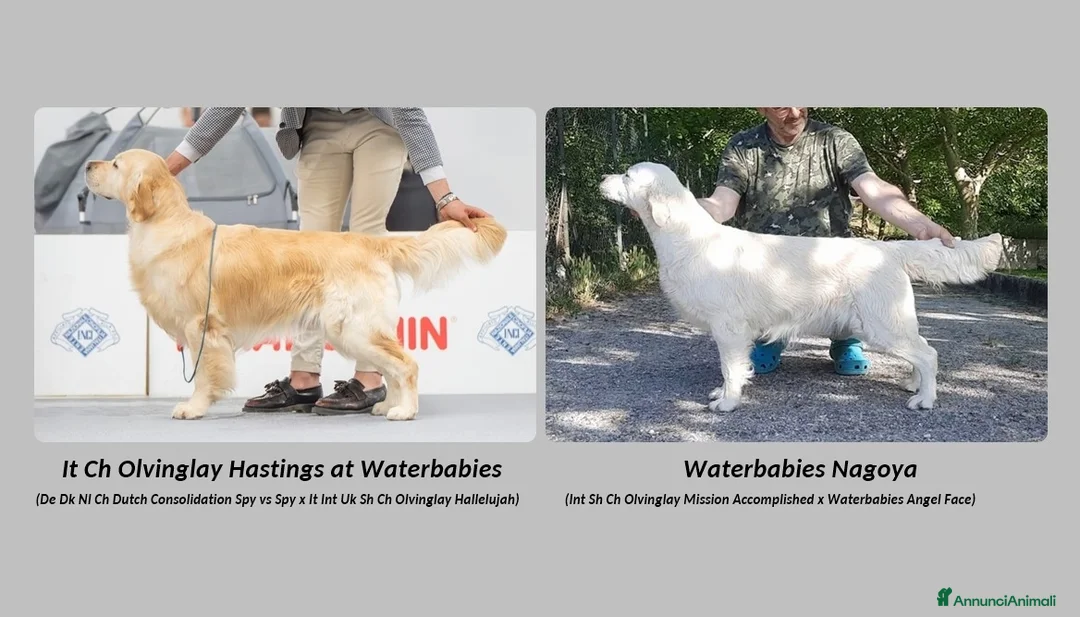 Golden Retriever cani in vendita: Cuccioli di Golden Retriever di linea inglese - Annuncio 2