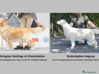 Golden Retriever cani Cuccioli di Golden Retriever di linea inglese - Annuncio 8