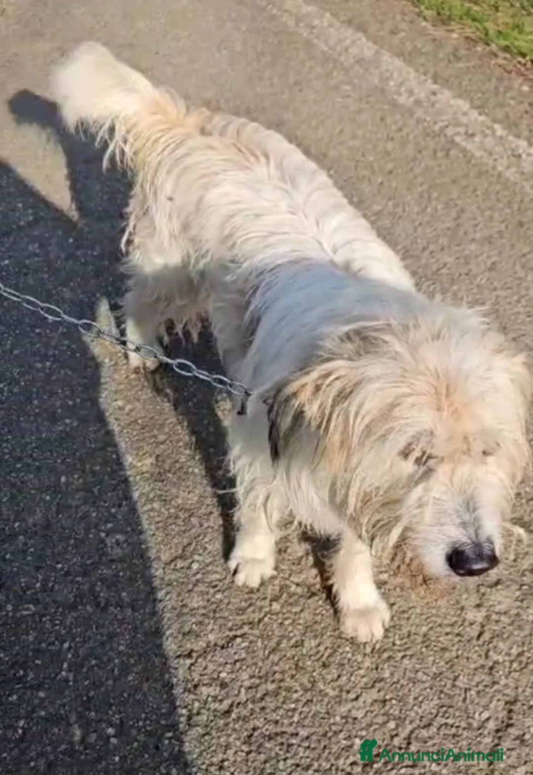 Meticcio cani in regalo: Simil Spinone 4anni salvato da 1aguzzino! NOVARA a Città metropolitana di Milano - Annuncio 4