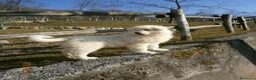 Pastore Abbruzzese Maremmano cani in vendita: Spettacolari cuccioli di Pastore Abruzzese  - Annuncio 5
