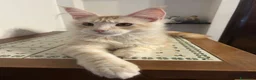 Maine Coon gatti in vendita: Maine Coon red silver  - Annuncio 8