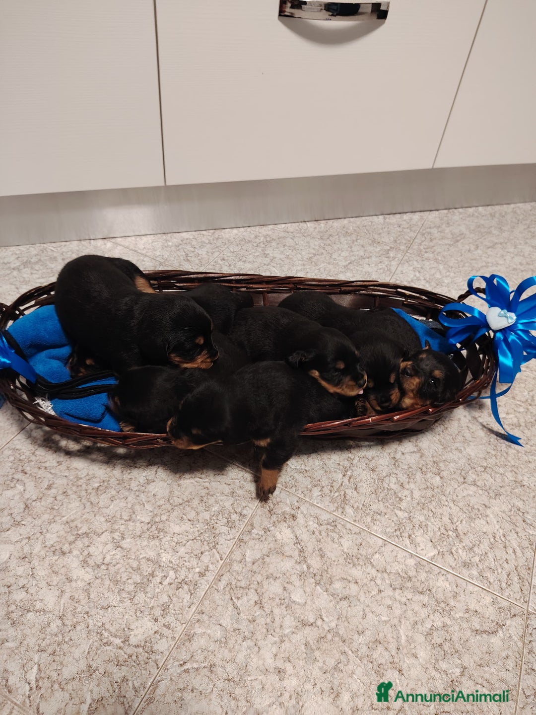 Meticcio cani in vendita: 🐶Cuccioli Rottweiler meticci - Annuncio 2