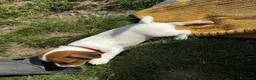 Jack Russell cani in vendita: Cuccioli di Jack Russell  - Annuncio 2