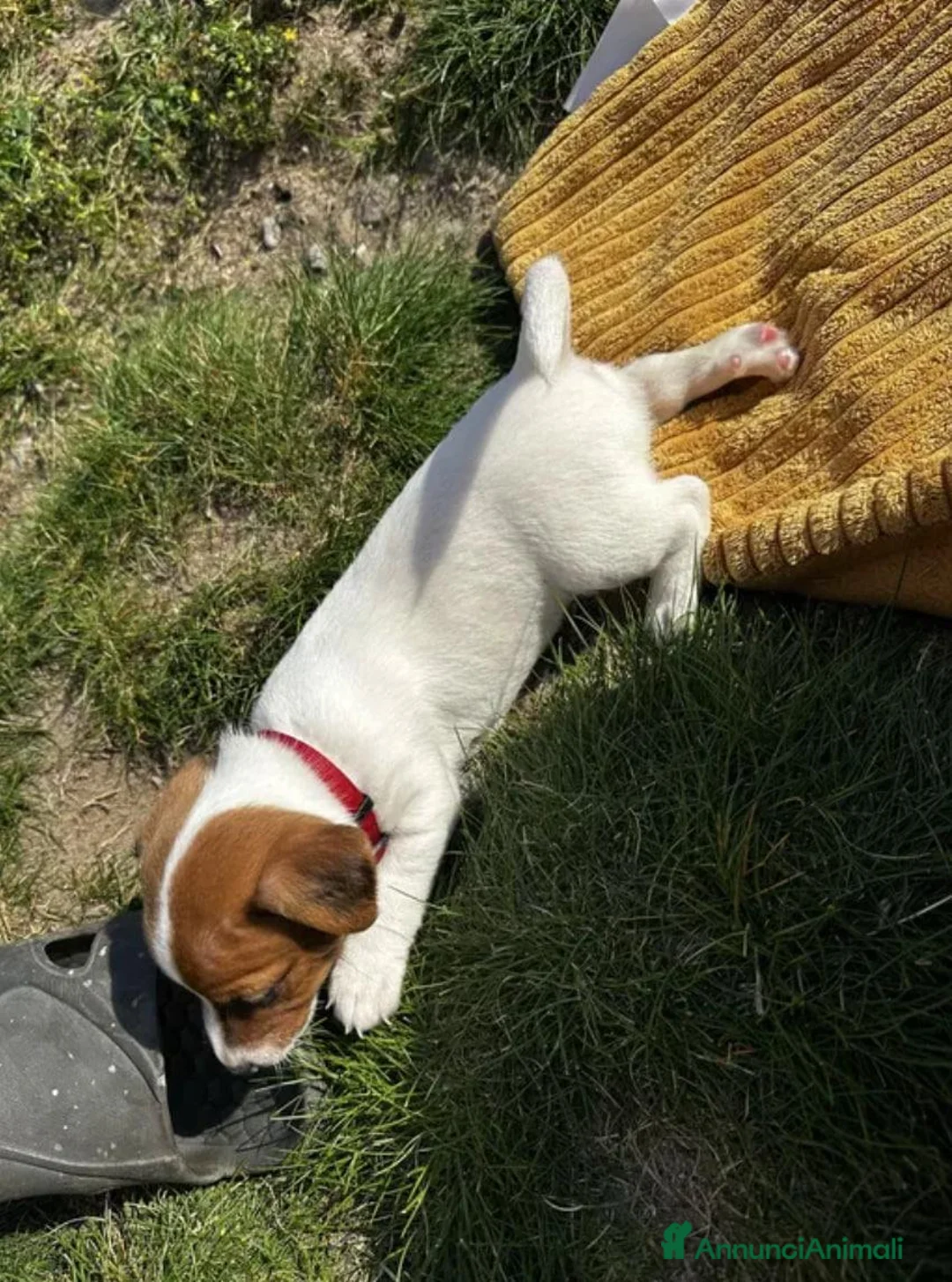 Jack Russell cani in vendita: Cuccioli di Jack Russell  - Annuncio 2