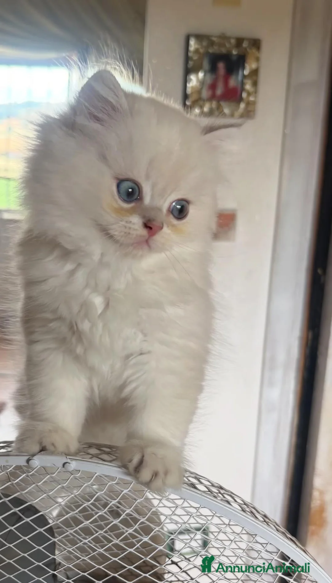 British gatti in vendita: Cucciolo di British Longhair  a Provincia di Perugia - Annuncio 1