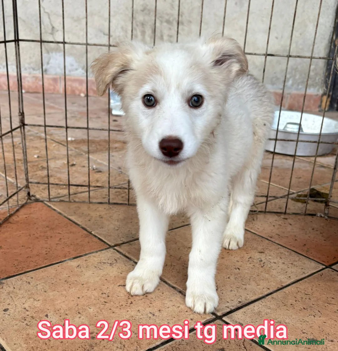Meticcio cani in regalo: CUCCIOLI BISOGNOSI IN CERCA D'AMORE  - Annuncio 5