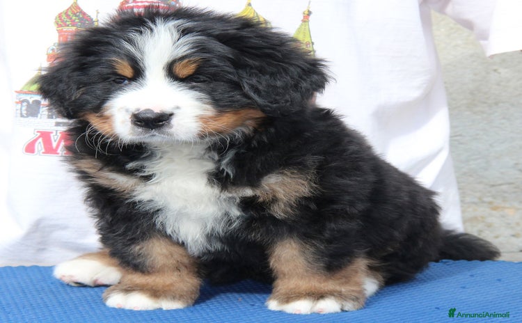 Bovaro del Bernese cani a Città Metropolitana di Torino - Annuncio 1