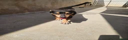 Pinscher Tedesco cani in regalo: Morris: nonnino pinscherino socievole. - Annuncio 7