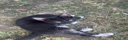 Meticcio gatti in regalo: Gattini da regalare  a Provincia di Asti - Annuncio 3