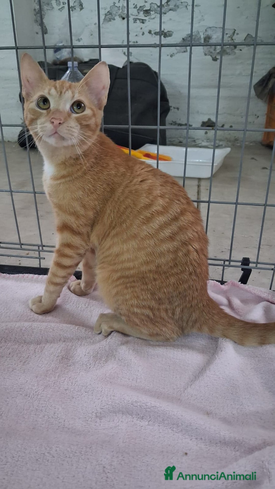 Altre razze gatti in regalo: GATTINA MERAVIGLIOSA - Annuncio 9