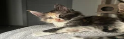 Maine Coon gatti in vendita: Maine coon con pedigree  - Annuncio 3