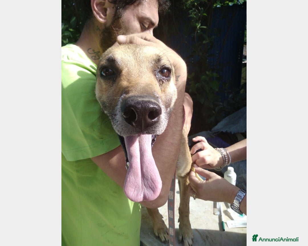 Meticcio cani in regalo: 12anni di pena scontata!Aiutate Luigino! Salerno a Milano - Annuncio 3