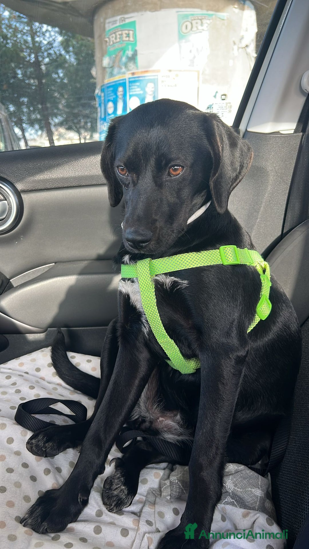 Meticcio cani in regalo: Mora  - Annuncio 2