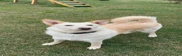 Meticcio cani in regalo: ROMEO  a Provincia di Parma - Annuncio 5