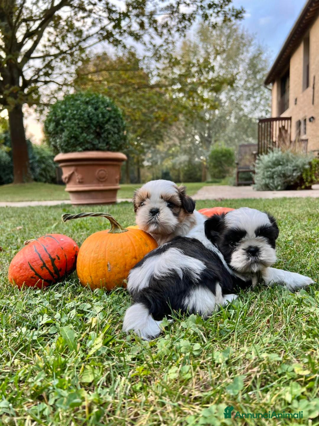Shih Tzu cani in vendita: SHIHTZU CUCCIOLI - Annuncio 3