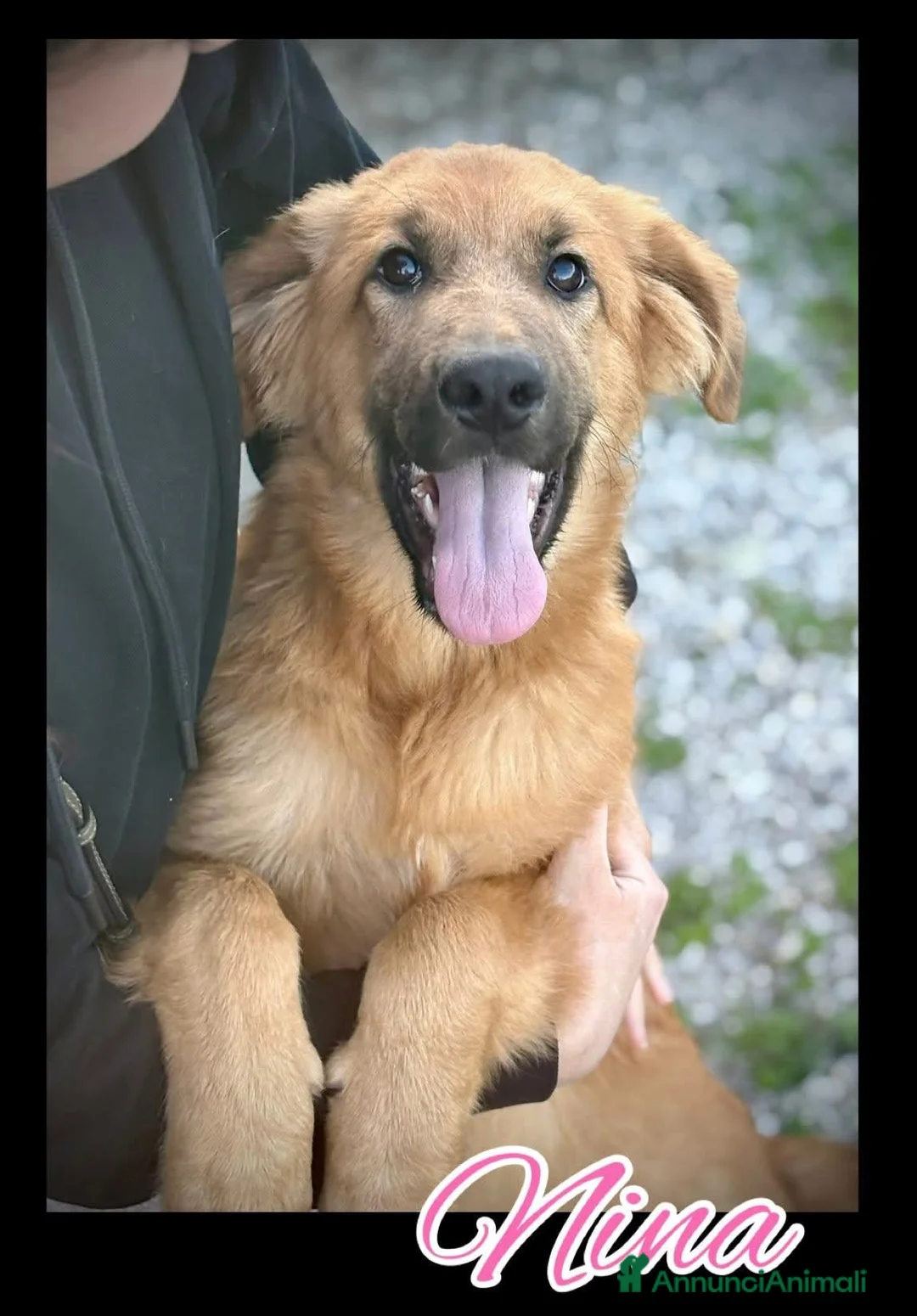 Meticcio cani in regalo: NINA, cucciola di 5 mesi - Annuncio 1