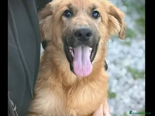 Meticcio cani NINA, cucciola di 5 mesi - Annuncio 1