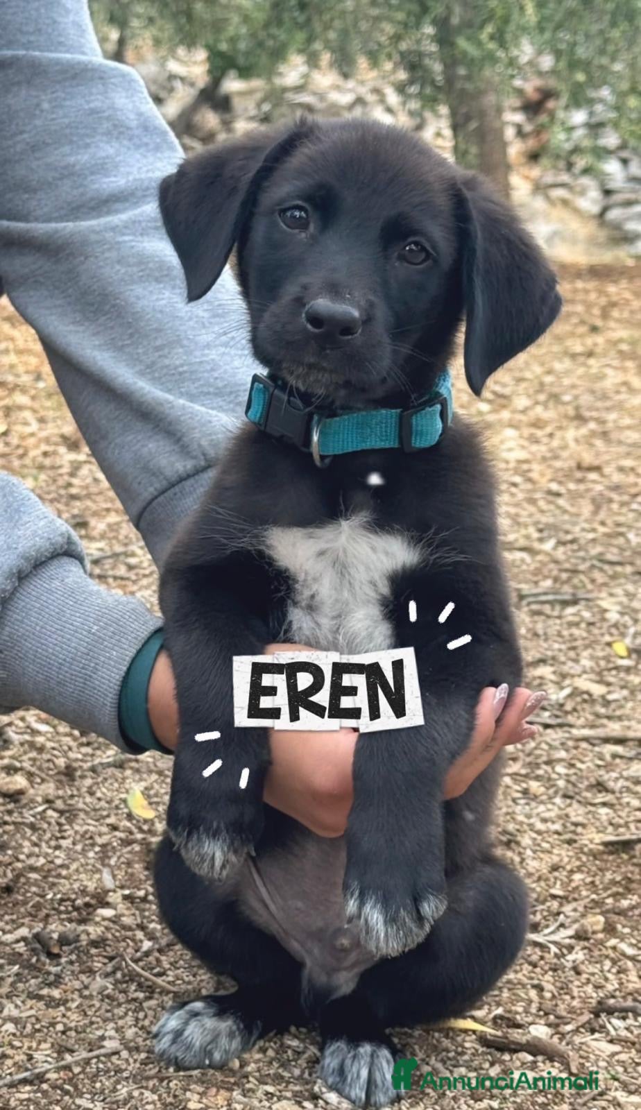 Meticcio cani Eren meraviglioso cucciolo nero con le scarpine  - Annuncio 24