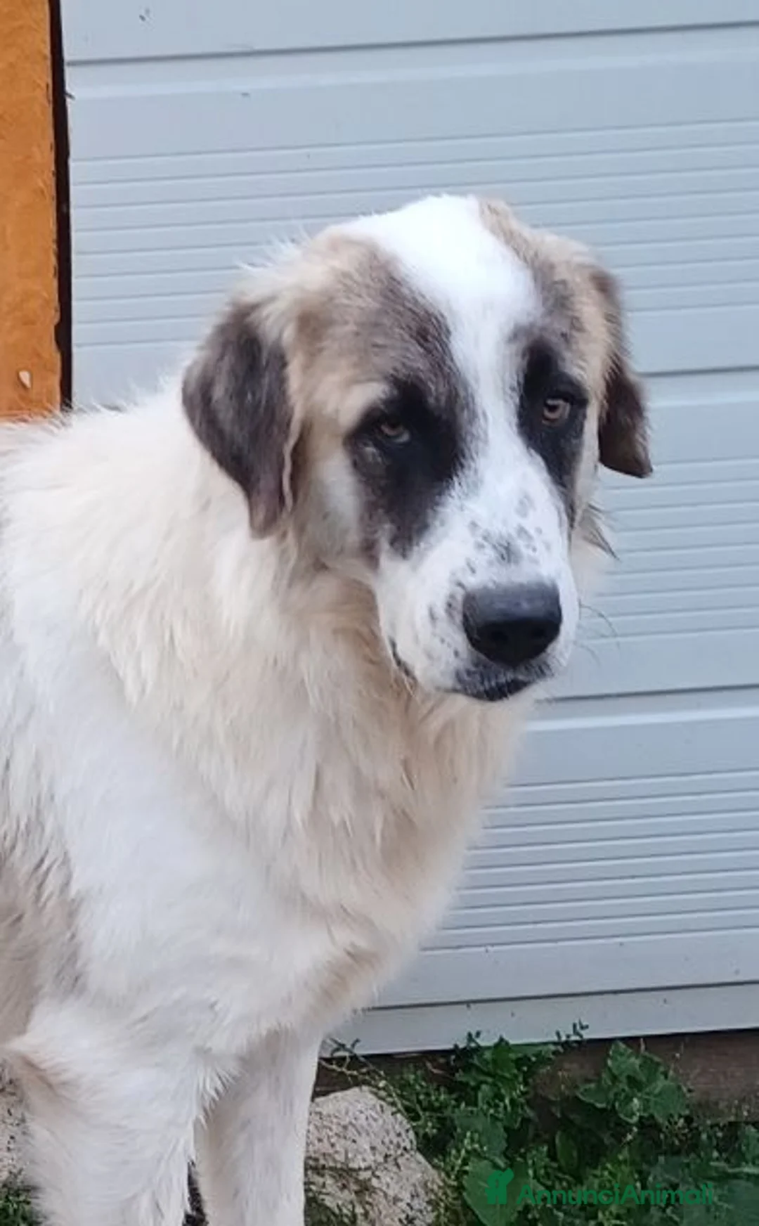 Meticcio cani in regalo: LUCA quanta solitudine! 40kg - Annuncio 5