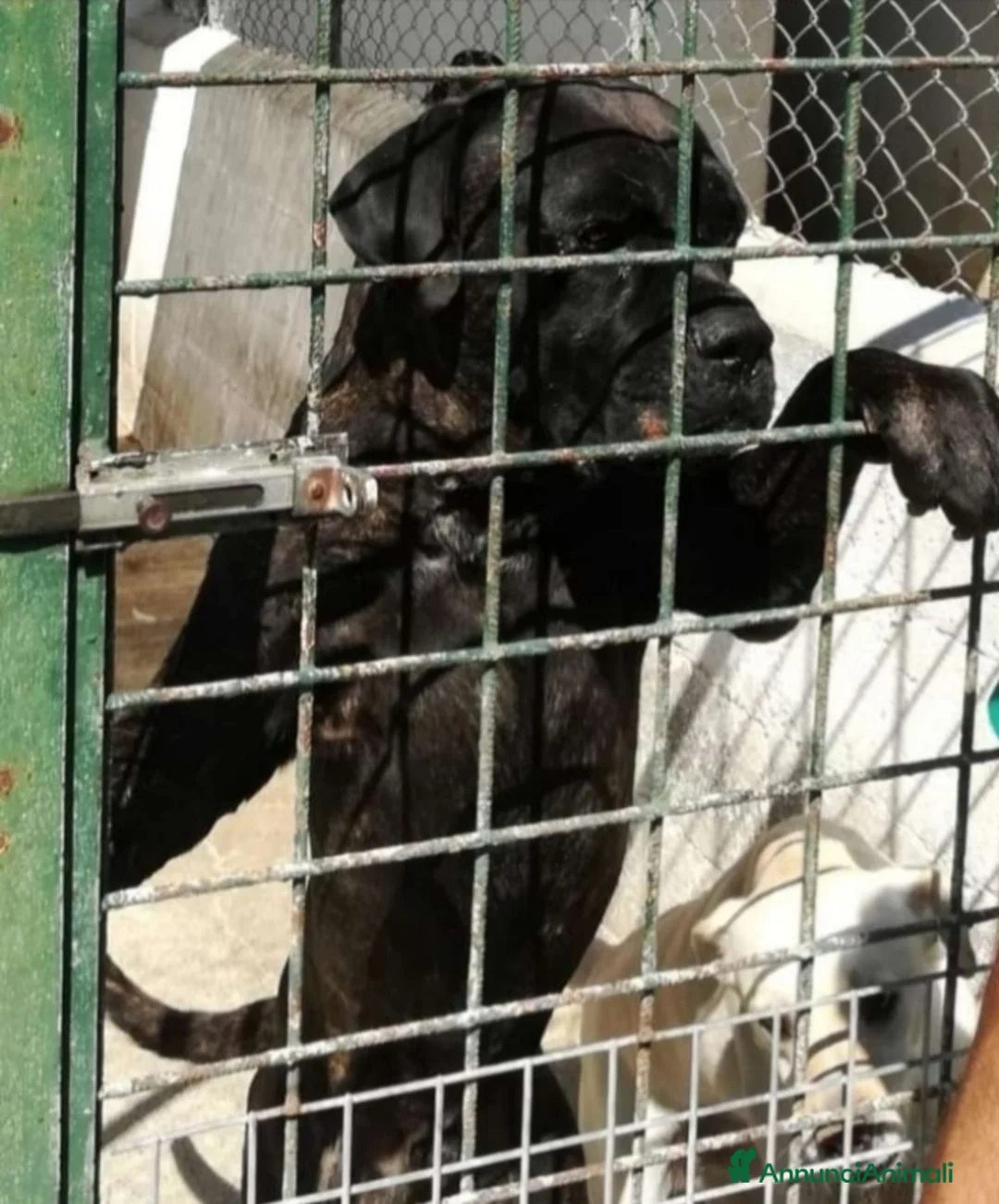 Cane Corso cani in regalo: Corso giovane,depresso,in 1canile di 2000anime!!  a Città metropolitana di Milano - Annuncio 2