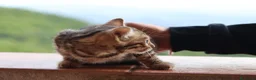 Bengala gatti in vendita: Cuccioli Bengala a Provincia di Cosenza - Annuncio 31