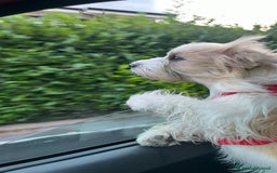 Jack Russell cani in regalo: Jack russel pelo lungo  - Annuncio 2