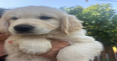 Golden Retriever cani - Annuncio 6