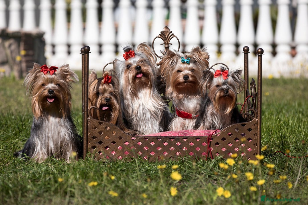 Immagine della galleria {{count}}