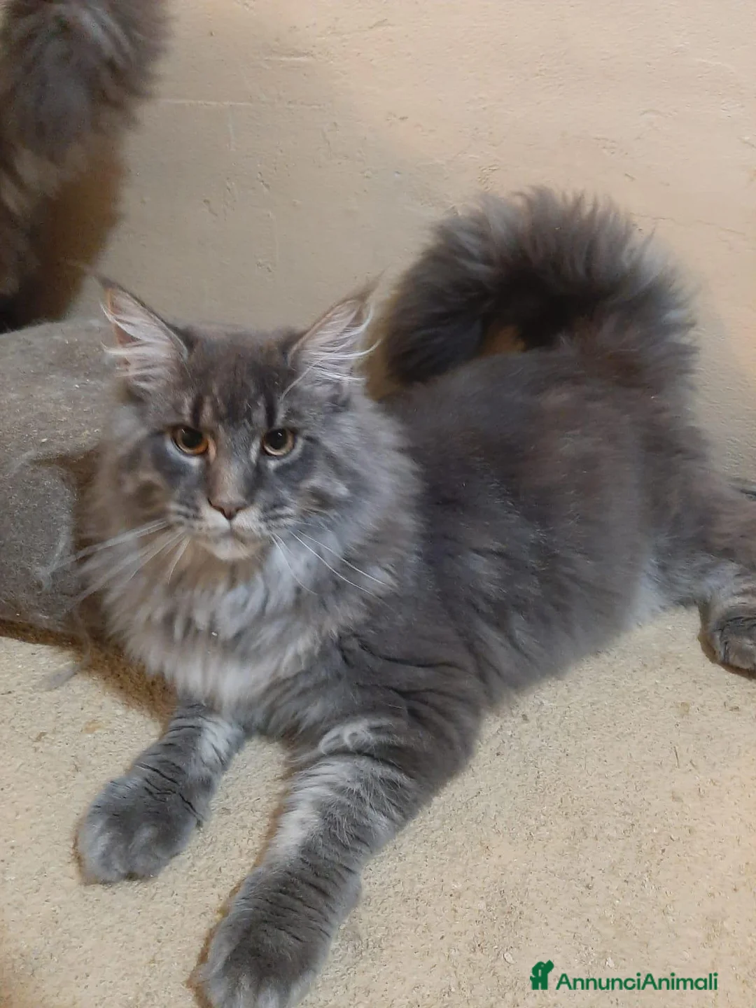 Maine Coon gatti in vendita: Meravigliosa cucciola di Maine Coon linea russa - Annuncio 4