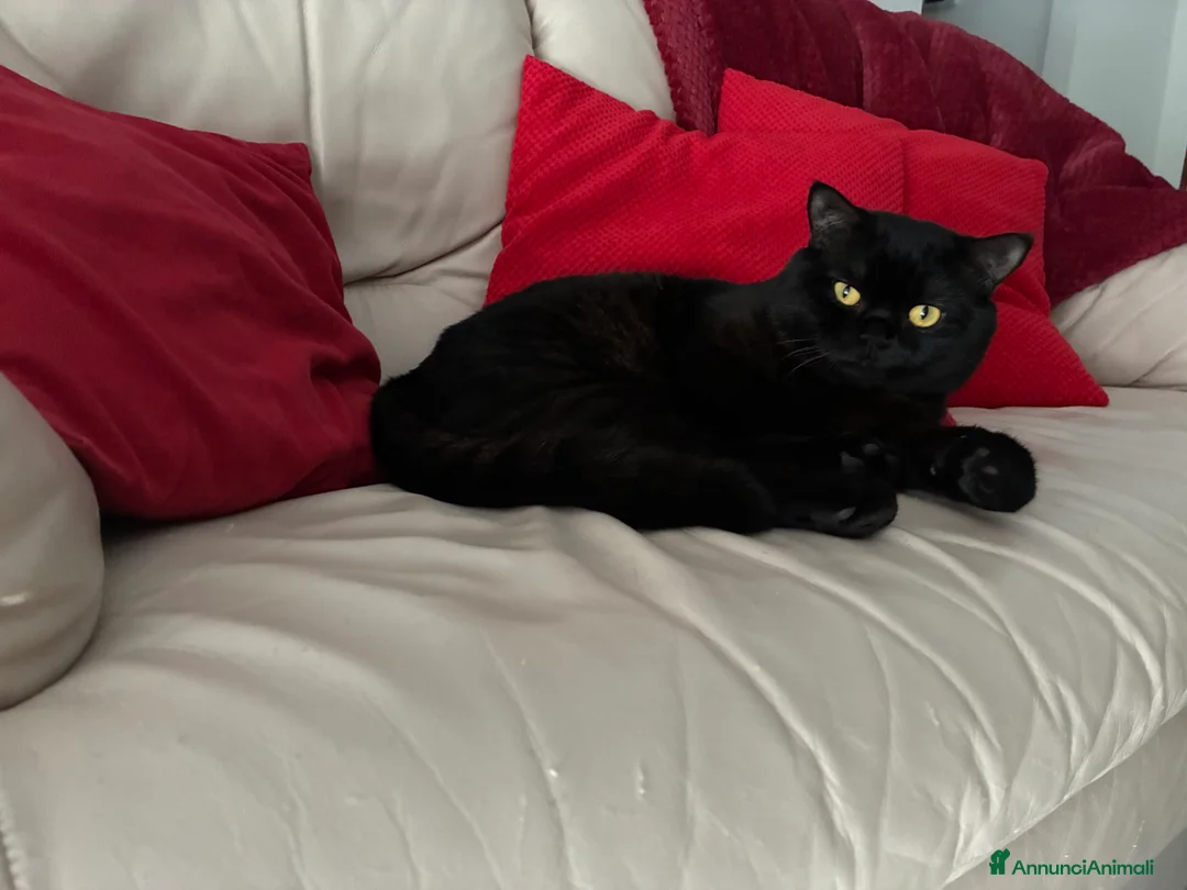 Immagine della galleria {{count}}