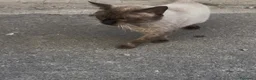 Siamese gatti in regalo: Siamese originale  - Annuncio 2