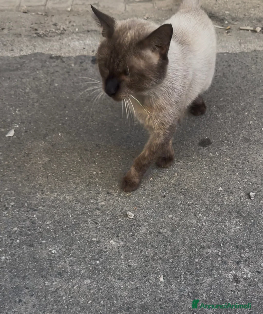 Siamese gatti in regalo: Siamese originale  - Annuncio 2