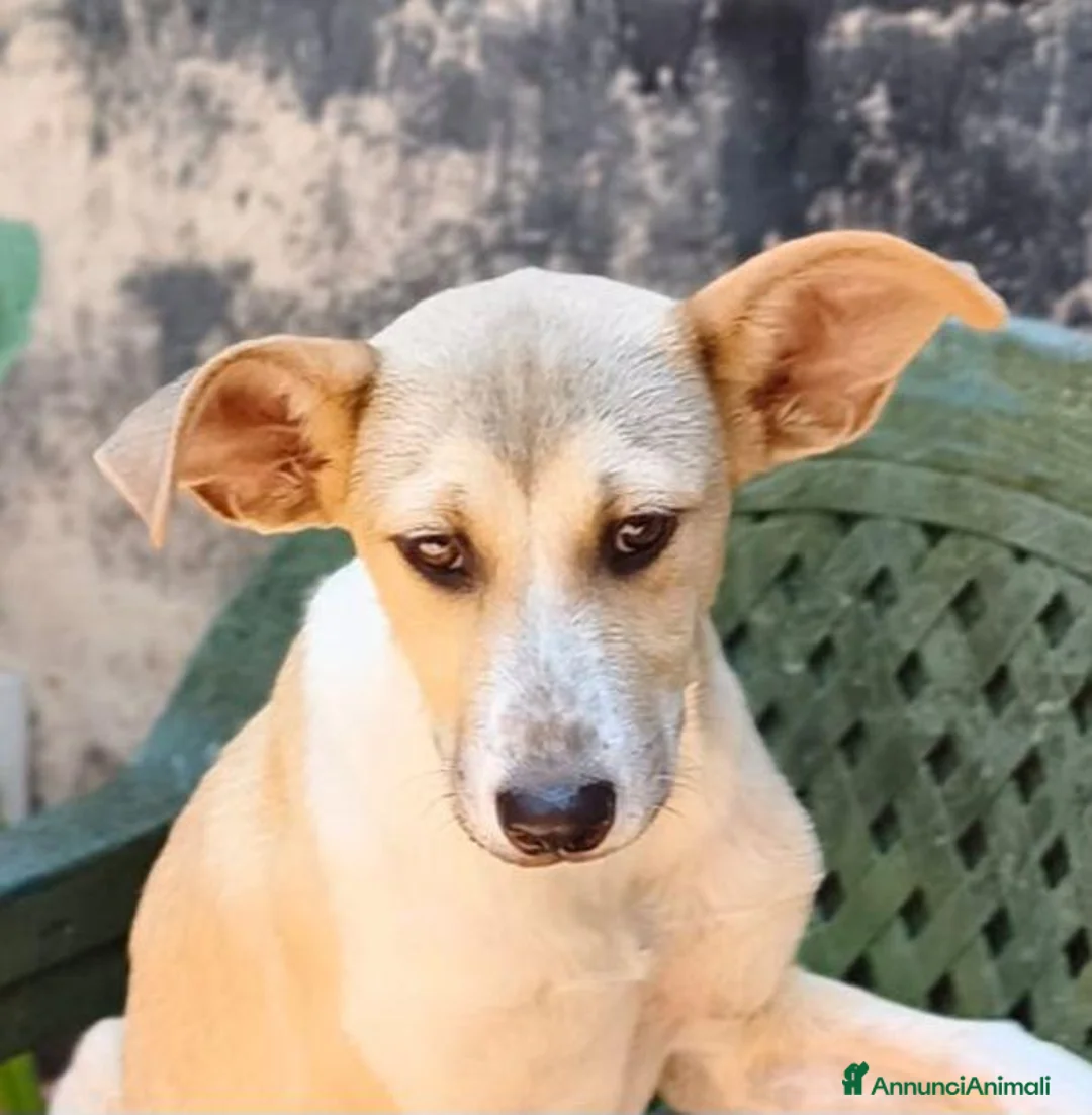 Meticcio cani in regalo: MELANIA ultima rimasta della cucciolata a Città Metropolitana di Bologna - Annuncio 5