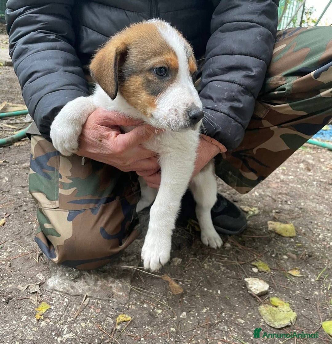 Meticcio cani in regalo: Dory e Tommy due cuccioli meravigliosi  - Annuncio 7