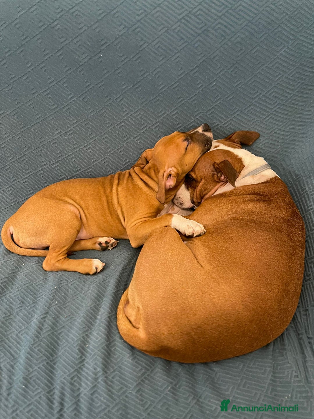 American Staffordshire cani in vendita: artù  - Annuncio 4