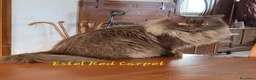 British gatti in vendita: British shorthair chocolate  - Annuncio 2