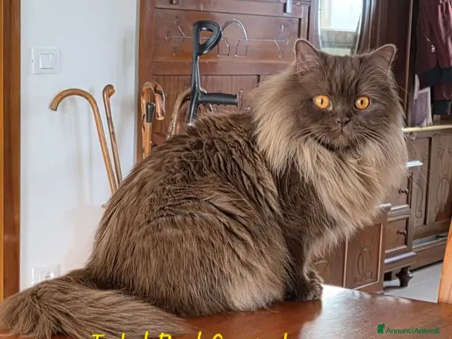 British gatti British shorthair chocolate - Annuncio 2